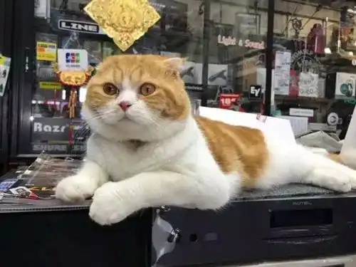 这只白猫从桌子上下去时,橘猫嘴欠突然闻了下白猫的菊花后...
