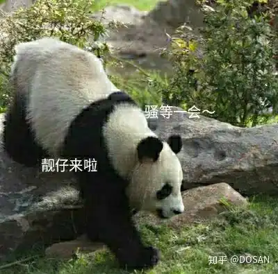 熊猫真是太可爱了第一波熊猫表情包
