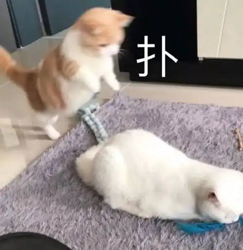 表情包,可爱如你
