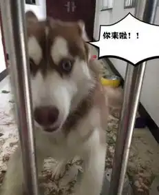 为什么有这么多人喜欢养哈士奇
