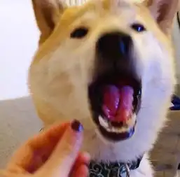 这里有只长得像高晓松的柴犬,可以说是戏精本身了哈哈哈哈
