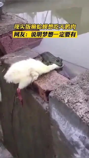 现实版癞蛤蟆想吃天鹅肉
