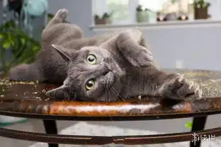 喵星人吸食猫薄荷后的爆笑表情喵主子秒变表情包
