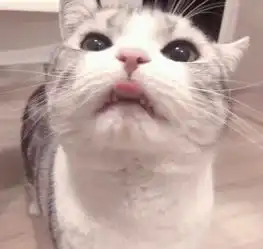 分享养猫的经验教你养健康的猫主子
