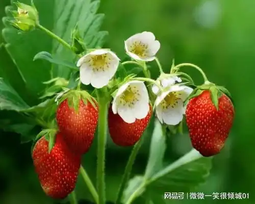 女性必看5种五月应季水果,润肤养颜又健康蓝莓草莓西瓜柠檬网易订阅
