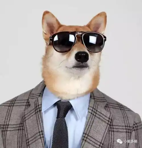 浅草柴犬屋谁说柴犬只能搞笑了这里有只柴犬踏入了时尚圈
