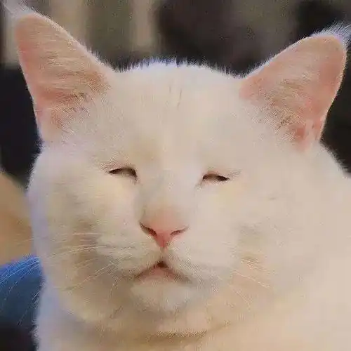 千万别点开这猫丑得我吃不下饭
