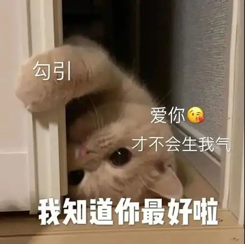 今日份腿照请查收第265期喵表情
