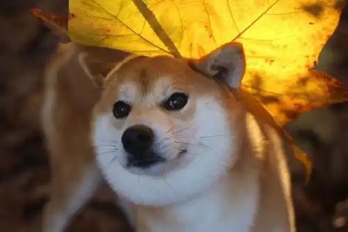 柴犬是哪国的,柴犬是土狗吗
