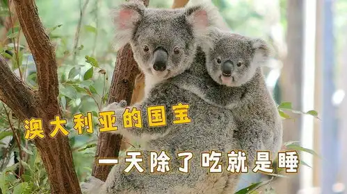 澳大利亚的国宝考拉,一天要睡22个小时,除了吃就是睡
