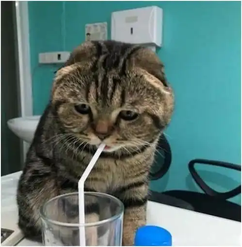 铲屎官洗菜,猫咪过来一顿操作,猫咪我的鱼呢你把鱼藏哪了
