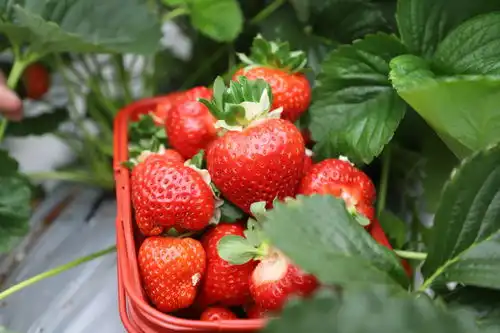 内蒙古突泉县种植模式新奇特草莓竟然上高架