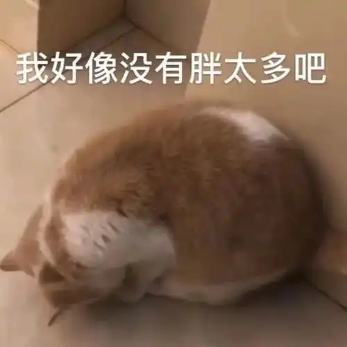 微信搞笑表情包这是小猫咪能看的吗
