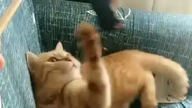流浪猫绝育花了250,失去蛋蛋的男士表示不要紧这是小事喵
