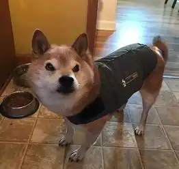 网友表示崩溃我的柴犬总对我摆一副很生气的样子,欠它钱了么
