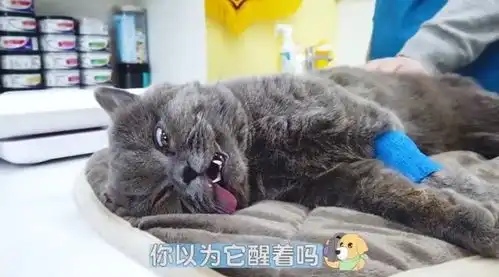 蓝猫被送去医院做绝育,主人表情却过于真实了求你当个人好吗