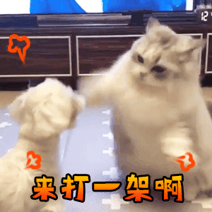 一组可爱猫咪打架表情包来啊,互相伤害啊,老子跟你拼了
