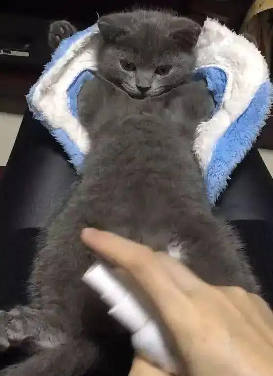 主人给蓝猫抹药,抹药部位很尴尬,没想到蓝猫躺好的姿势更销魂
