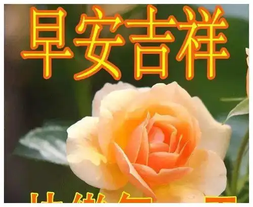 发朋友圈早安吉祥问候语表情图片,12句治愈系情感句子
