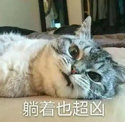 养了一只宇宙最凶的喵星人什么体验
