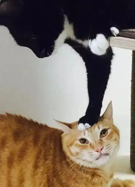 奶牛猫爪贱按了下橘猫的头,居然是这个后果
