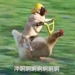 挑剔的小妖精,运气不会差
