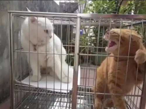 搬运哈我凶是凶,但也要被哄的
