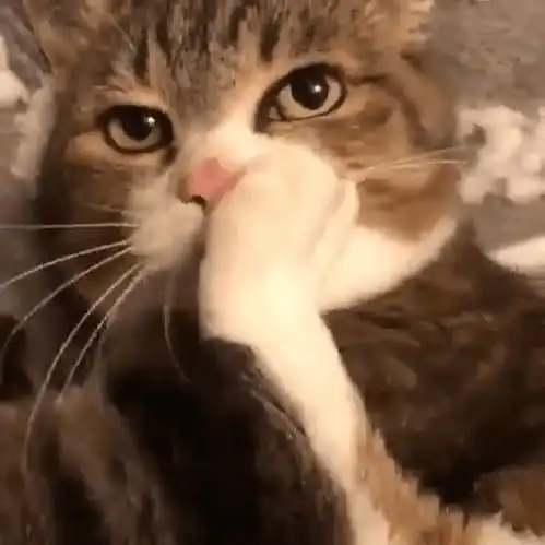 猫片精选实力诠释用最霸道的表情,做最埋汰的事
