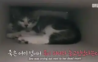 流浪小猫每天陪兽医学生去上课,这样的小书童哪里找
