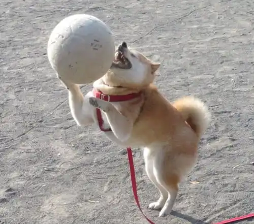 铲屎官出门约会硬拖着柴犬一起,他的幸福太虐狗,灯泡柴表情衰爆了
