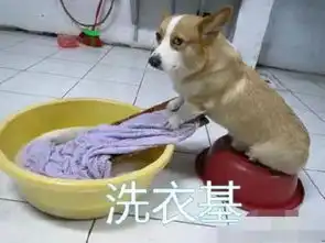 2018,就要旺旺旺你的柯基敢来吗
