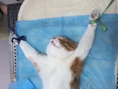 为什么公猫做完绝育手术后还乱尿
