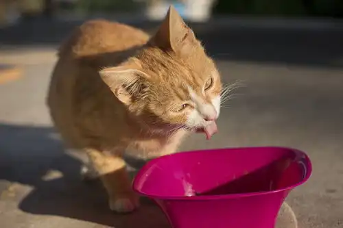 点击来源直接获取大图文件吃碗里食物时表情滑稽的姜黄色小猫宠物搞笑宠物高清大图
