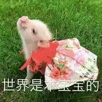 很火的小香猪的表情包微信头像图片大全
