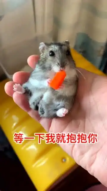 亲亲抱抱举高高仓鼠
