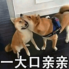 可爱狗狗系列表情包过奖了过奖,我哪有这么好
