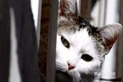 猫咪身体不好做不了绝育发情了怎么办

