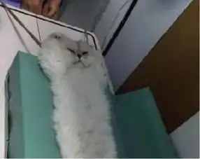 家猫生病做检查,主人看了一眼之后,一脸憋着不敢笑的表情
