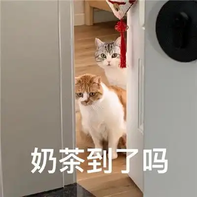 2021超级火很热门的猫咪聊天表情有什么八卦让我听听微信表情
