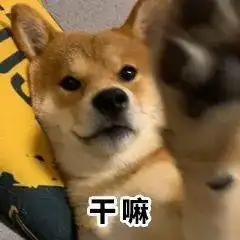 一波柴犬表情包,拿好不谢
