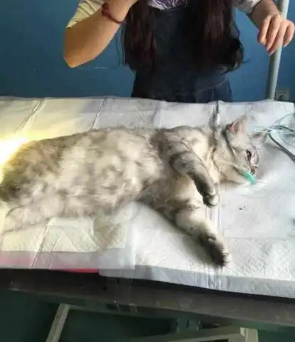 猫咪被送上手术台做绝育,露出这副表情,主人看了心都碎了
