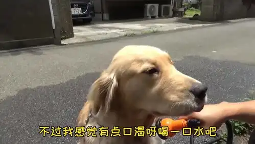 主人带金毛在街边洗澡,不小心走红了,狗子的表情很魔性啊
