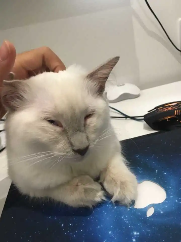 表情布偶猫真的有尴尬期嘛表情
