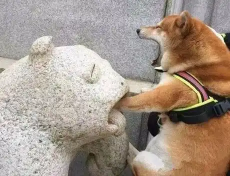 柴犬表情包搞笑二哈