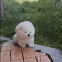 狗表情包对比今日头条
