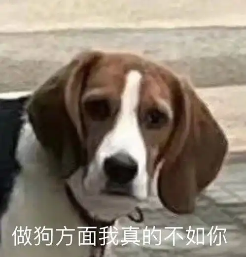 傻狗表情包什么意思子有