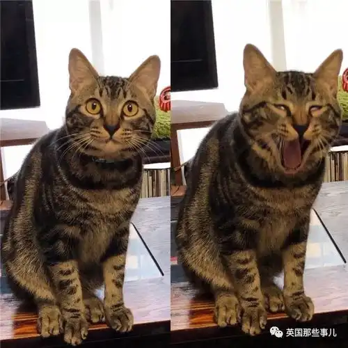 喵星人究竟能有多表情帝分分钟让你怀疑家里到底养了几只猫

