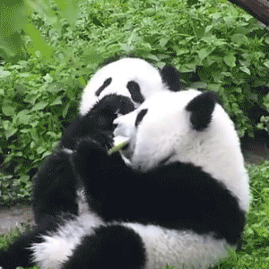 沙雕表情包丨整天情情爱爱,不知羞耻
