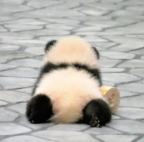 圆滚滚的小动物,胖乎乎即正义
