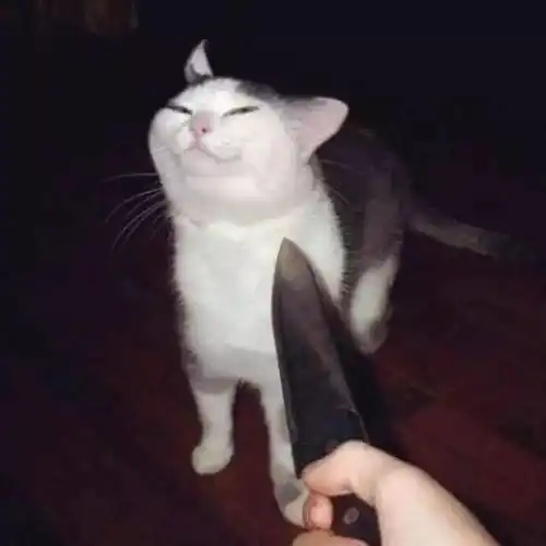 这些沙雕猫片经过插画师的二次创作,简直更萌了